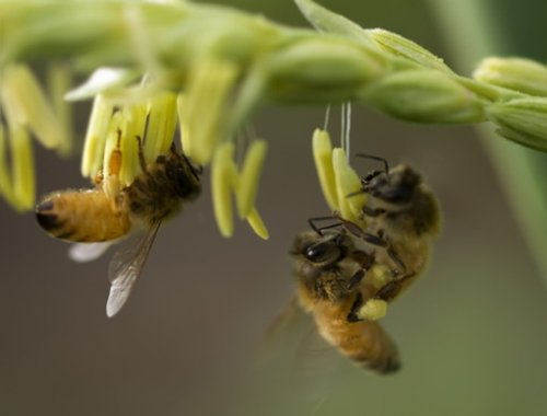 Could honeybees hold the key to reversing hair loss? © Sherjaca /...