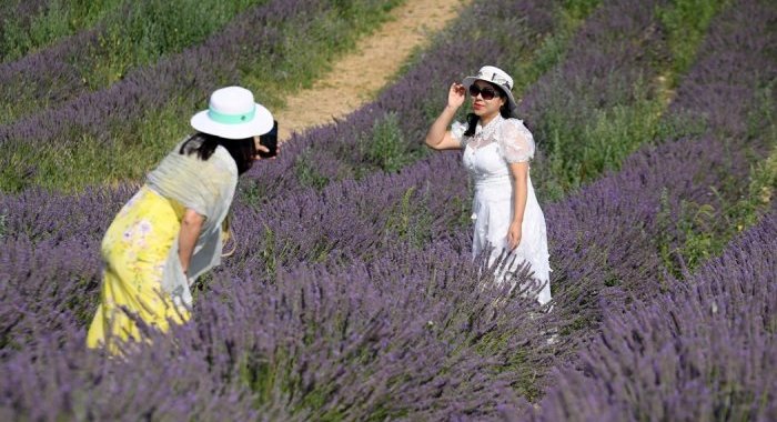 La lavande provençale attire les foules, mais la sécheresse menace