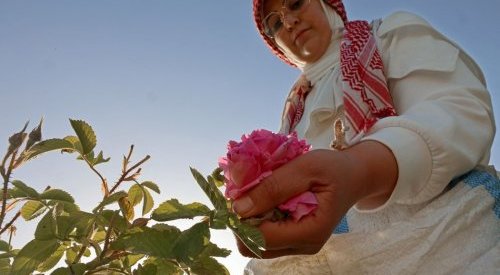 Parfum : Un village libanais au cœur de la production de la rose de Damas