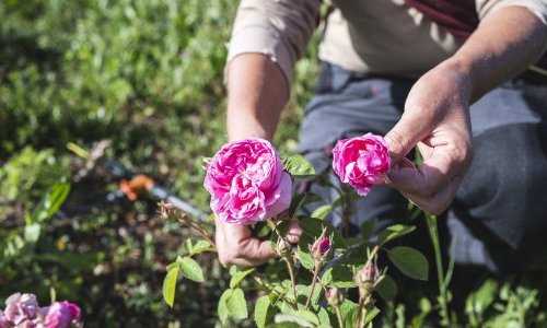 L'Aromatic Fablab, une pépinière durable dédiée aux agriculteurs grassois