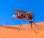 Study questions safety of common insect repellent