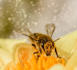 Biodiversité : Mesurer les actions et sensibiliser les consommateurs