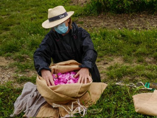 La cueillette des roses en 2020 au Domaine de Manon à Grasse