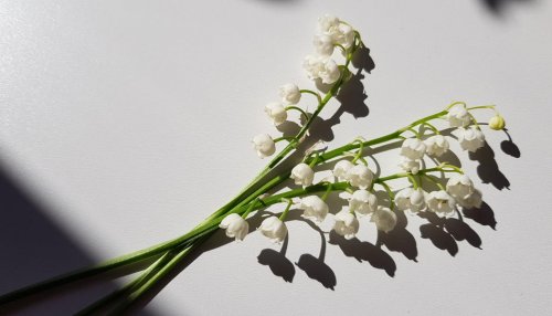 Firmenich s'associe à Jungle pour créer un extrait de muguet durable