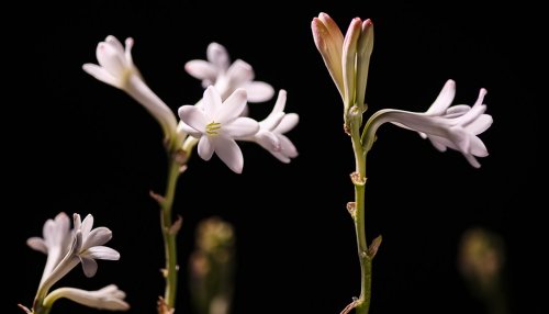 Perfumes: Matière Première cultivates traditional French know-how in Grasse