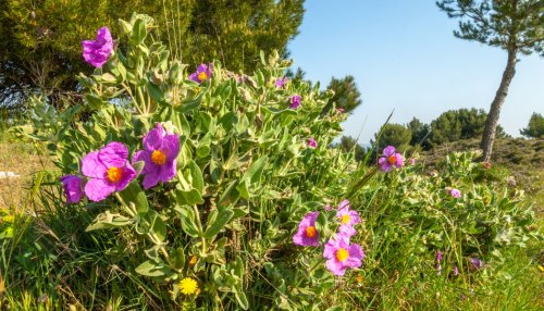 Scentaurus Melrose : nouveau précurseur biodégradable dans la palette Givaudan