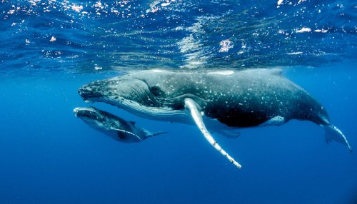 Blue whales eat 10 million pieces of microplastic a day: study