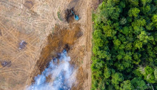 Carbon credits: a contested tool to fight deforestation