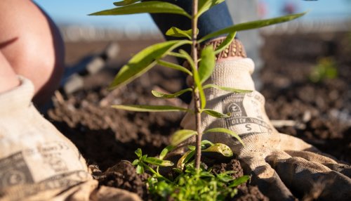 Santanol, producteur d'huile de bois de santal, rejoint l'UEBT