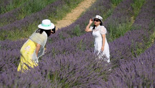 La lavande provençale attire les foules, mais la sécheresse menace