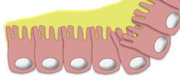 The microbiota. Part 2: Specificities of the skin microbiota and progress in cosmetics