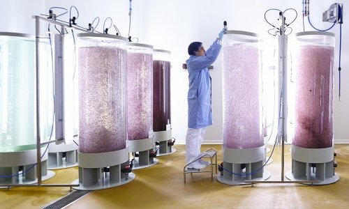 Codif marks a new milestone in the history of photo-bioreactor algal culture